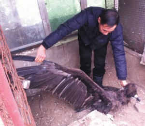 秃鹫正在野生动物救助站疗养