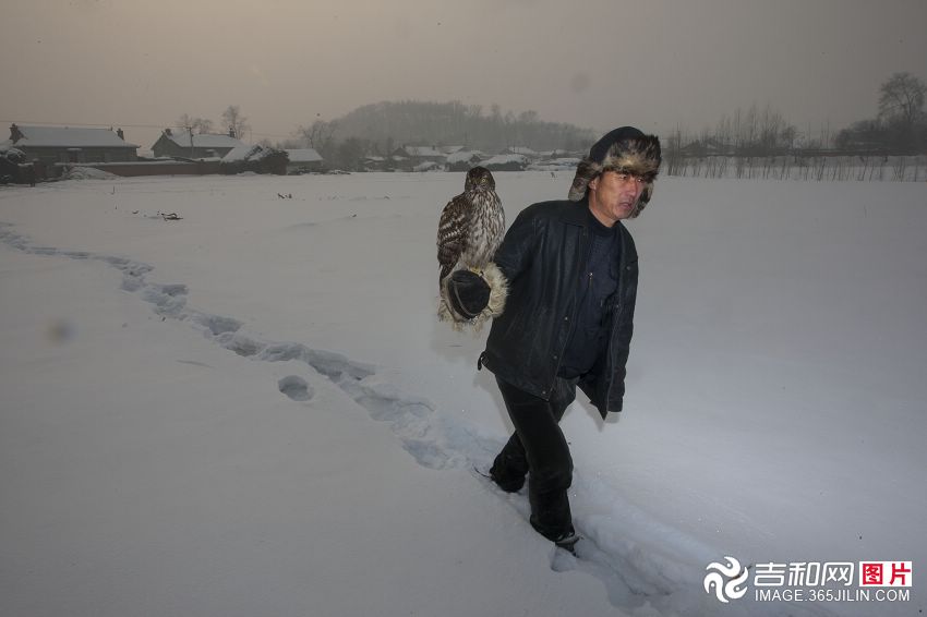 中国最后的玩鹰部落“吉林鹰屯”
