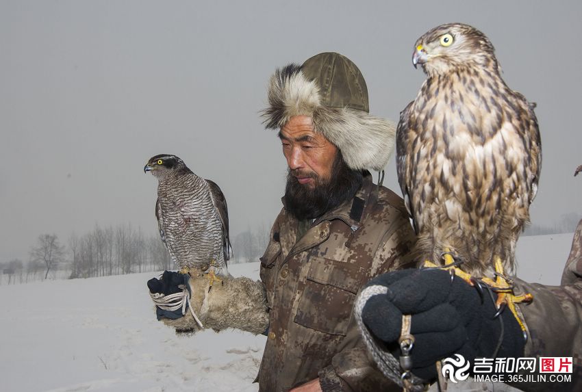 中国最后的玩鹰部落“吉林鹰屯”