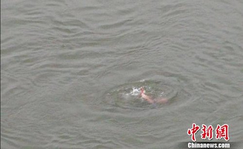 四川21岁跑酷爱好者跳下40米沱江大桥失踪(图)