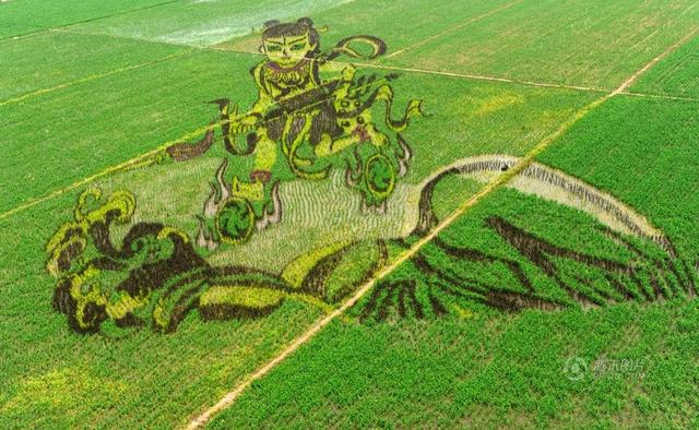 沈阳种680亩稻田打造3D画 “哪吒”造型亮相