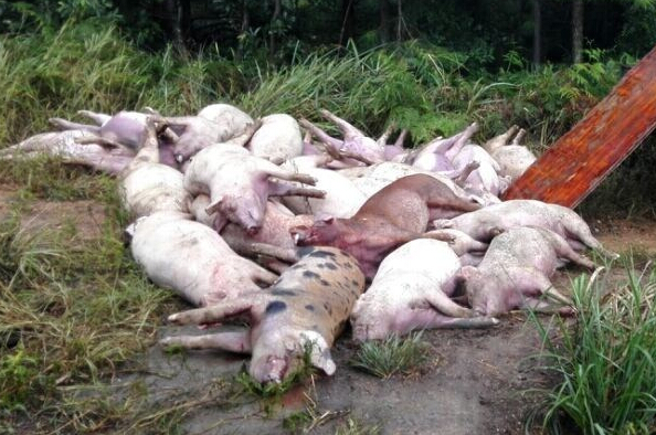 171头猪遭雷击死亡 遍地是被雷打掉的猪耳朵