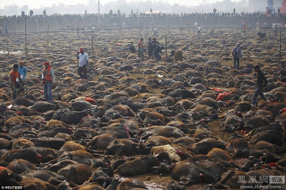 实拍尼泊尔屠宰场：几十万水牛被杀【组图】