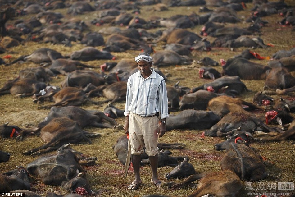 实拍尼泊尔屠宰场：几十万水牛被杀【组图】