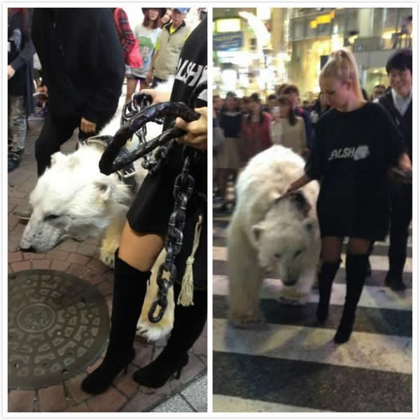 东京美女街头遛熊，俄罗斯女孩在东京街头秀威猛