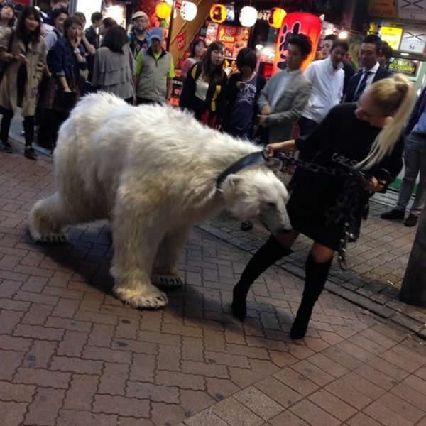 东京美女街头遛熊，俄罗斯女孩在东京街头秀威猛