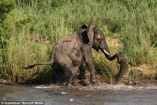 大象喝水时被鳄鱼咬住鼻子