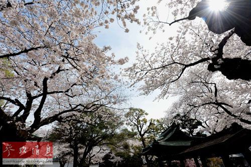 台媒:大陆游客涌入日本赏樱 东京饭店“严重不足”