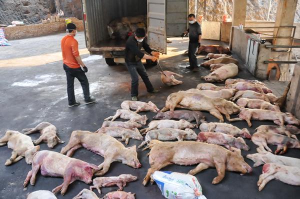 福建2000多吨病死猪肉流向餐桌 工人自己不敢吃