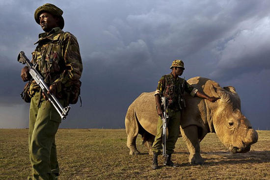 全球最后一头雄性白犀牛获24小时持枪保卫