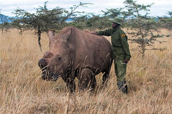 全球最后一头雄性白犀牛获24小时持枪保卫