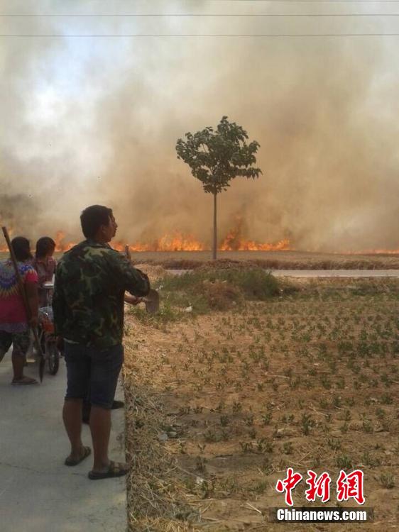 河南安阳近万亩小麦被烧 火势迅猛