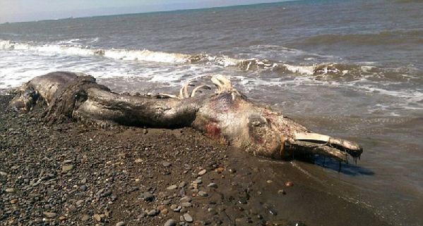 俄罗斯海滩惊现怪兽尸体 体型比人类大一倍