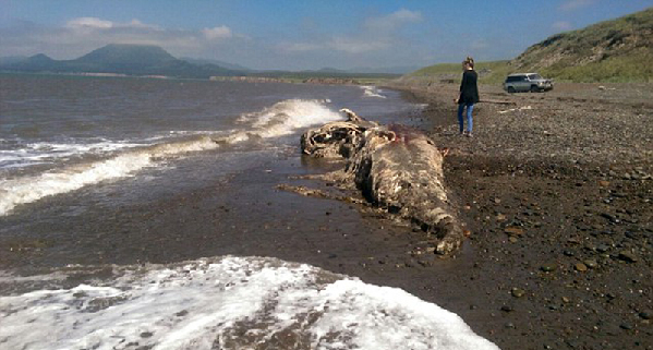 俄罗斯海滩惊现怪兽尸体 体型比人类大一倍