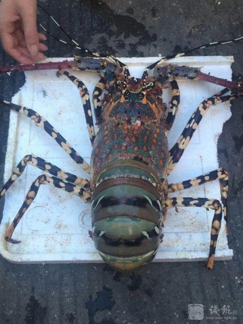 浙江小伙海钓捕获一只超级大龙虾 能卖到60万元？