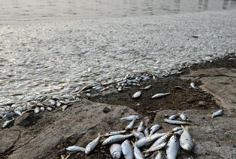 天津海河出现死鱼河段未检出氰化物