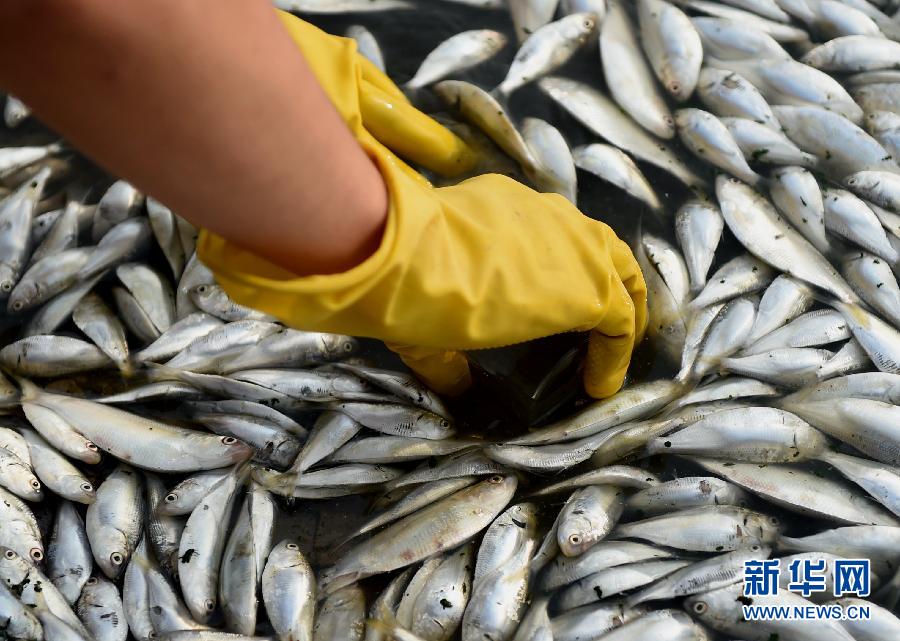 （天津港“8·12”事故）（2）天津海河出现死鱼河段未检出氰化物
