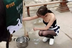 “挤奶妹”北京一小区门前挤奶 性感美女牵奶牛