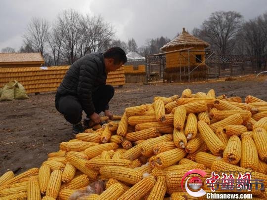 目前刘洪财还在继续着玉米屋的建造，预计还要一周时间才能全部建成。　苍雁 摄